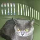 Подробнее об объявлении «Найден кот Ханты-Мансийск» Фото: найдена кошка  «Найден кот Ханты-Мансийск» в г. Ханты-Мансийск