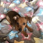 Подробнее об объявлении «Пропала собака Электросталь» Фото: пропала собака Той-терьер «Пропала собака Электросталь» в г. Электросталь