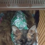 Подробнее об объявлении «Краснодар Найдена кошка требуется помощь в содержании кошки» Фото: найдена кошка Корниш-рекс «Краснодар Найдена кошка требуется помощь в...» в г. Краснодар