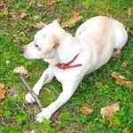 Подробнее об объявлении «Пропала собака срочно нужна помощь   Санкт-Петербург» Фото: пропала собака  «Пропала собака срочно нужна помощь...» в г. Санкт-Петербург