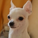 Подробнее об объявлении «Пропала собака 13.09.2019 Чебоксары» Фото: пропала собака Той-терьер «Пропала собака 13.09.2019 Чебоксары» в г. Чебоксары