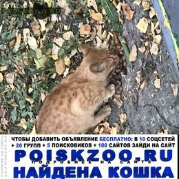 Подробнее об объявлении «Москва Найдена кошка бегает молодой кот или кошечка» Фото: найдена кошка  «Москва Найдена кошка бегает молодой кот или...» в г. Москва