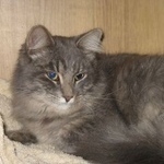 Подробнее об объявлении «Москва Найдена кошка 14.09.19 в измайловском парке» Фото: найдена кошка  «Москва Найдена кошка 14.09.19 в измайловском парке» в г. Москва