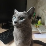 Подробнее об объявлении «Пропал кот Щелково» Фото: пропала кошка Русская голубая «Пропал кот Щелково» в г. Щелково