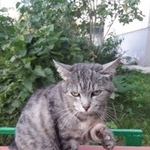 Подробнее об объявлении «Найдена кошка Курган» Фото: найдена кошка  «Найдена кошка Курган» в г. Курган