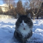 Подробнее об объявлении «Пропал кот нашедшему гарантированное вознаграждение Королев» Фото: пропала кошка Норвежская лесная «Пропал кот нашедшему гарантированное...» в г. Королев