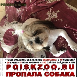 Подробнее об объявлении «Пропала собака кобель Владимир» Фото: пропала собака Ши-тцу «Пропала собака кобель Владимир» в г. Владимир
