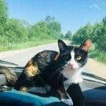 Подробнее об объявлении «Псков Пропала кошка» Фото: пропала кошка  «Псков Пропала кошка» в г. Псков