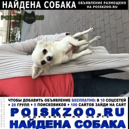 Подробнее об объявлении «Екатеринбург Найдена собака чихуахуа» Фото: найдена собака Чихуахуа «Екатеринбург Найдена собака чихуахуа» в г. Екатеринбург