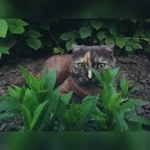 Подробнее об объявлении «Пропала кошка район ст.восход  Ростов-на-Дону» Фото: пропала кошка  «Пропала кошка район ст.восход  Ростов-на-Дону» в г. Ростов-на-Дону