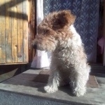 Подробнее об объявлении «Пропала собака Санкт-Петербург» Фото: пропала собака Фокстерьер «Пропала собака Санкт-Петербург» в г. Санкт-Петербург