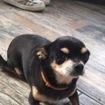 Подробнее об объявлении «Пропала собака Самара» Фото: пропала собака Чихуахуа «Пропала собака Самара» в г. Самара