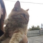 Подробнее об объявлении «Найдена кошка Курган» Фото: найдена кошка  «Найдена кошка Курган» в г. Курган