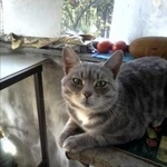 Подробнее об объявлении «Найдена кошка Курган» Фото: найдена кошка  «Найдена кошка Курган» в г. Курган