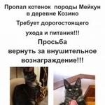 Подробнее об объявлении «Нахабино Пропал котёнок мейнкун» Фото: пропала кошка Мейн-кун «Нахабино Пропал котёнок мейнкун» в г. Нахабино