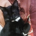 Подробнее об объявлении «Пропал кот Смоленск» Фото: пропала кошка  «Пропал кот Смоленск» в г. Смоленск