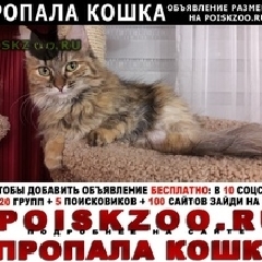 Подробнее об объявлении «Пропала кошка Новосибирск» Фото: пропала кошка  «Пропала кошка Новосибирск» в г. Новосибирск