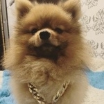 Подробнее об объявлении «Пропала собака кобель Санкт-Петербург» Фото: пропала собака Померанский шпиц «Пропала собака кобель Санкт-Петербург» в г. Санкт-Петербург