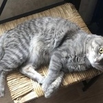 Подробнее об объявлении «Екатеринбург Пропал кот» Фото: пропала кошка  «Екатеринбург Пропал кот» в г. Екатеринбург