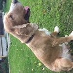 Подробнее об объявлении «Найдена собака кобель Орехово-Зуево» Фото: найдена собака Английский кокер-спаниель «Найдена собака кобель Орехово-Зуево» в г. Орехово-Зуево