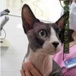 Подробнее об объявлении «Химки Найден кот. породы сфинкс» Фото: найдена кошка Сфинкс «Химки Найден кот. породы сфинкс» в г. Химки