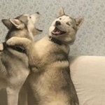Подробнее об объявлении «Найдена собака кобель Подольск» Фото: найдена собака Сибирская хаски «Найдена собака кобель Подольск» в г. Подольск