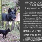 Подробнее об объявлении «Пропала собака черная овчарка, калужское ш. Троицк» Фото: пропала собака Немецкая овчарка «Пропала собака черная овчарка, калужское ш. Троицк» в г. Троицк