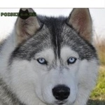 Подробнее об объявлении «Пропала собака хаски, сера-белая, девочка, голубые глаз Санкт-Петербург» Фото: пропала собака Сибирская хаски «Пропала собака хаски, сера-белая, девочка,...» в г. Санкт-Петербург