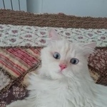 Подробнее об объявлении «Найдена кошка крупная белая кошка Троицк» Фото: найдена кошка  «Найдена кошка крупная белая кошка Троицк» в г. Троицк