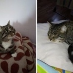 Подробнее об объявлении «Пропала кошка Курган» Фото: пропала кошка  «Пропала кошка Курган» в г. Курган