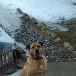 Подробнее об объявлении «Пропала собака кобель Санкт-Петербург» Фото: пропала собака  «Пропала собака кобель Санкт-Петербург» в г. Санкт-Петербург