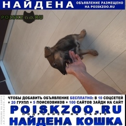 Подробнее об объявлении «Найдена собака щенок мес. Долгопрудный» Фото: найдена собака  «Найдена собака щенок мес. Долгопрудный» в г. Долгопрудный