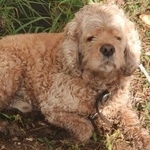 Подробнее об объявлении «Найдена собака кобель. кокер спаниель Орехово-Зуево» Фото: найдена собака Американский кокер-спаниель «Найдена собака кобель. кокер спаниель...» в г. Орехово-Зуево