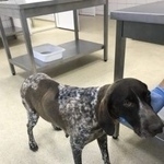 Подробнее об объявлении «Краснодар Найдена собака  девочка курцхаар» Фото: найдена собака Курцхаар «Краснодар Найдена собака  девочка курцхаар» в г. Краснодар