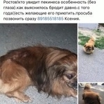 Подробнее об объявлении «Пропала собака Ростов-на-Дону» Фото: пропала собака Пекинес «Пропала собака Ростов-на-Дону» в г. Ростов-на-Дону