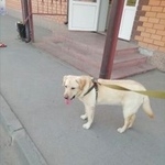 Подробнее об объявлении «Пропала собака Курган» Фото: пропала собака  «Пропала собака Курган» в г. Курган