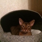 Подробнее об объявлении «Москва Пропал кот» Фото: пропала кошка Абиссинская «Москва Пропал кот» в г. Москва
