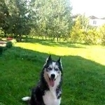 Подробнее об объявлении «Найдена собака кобель порода хаски Ростов-на-Дону» Фото: найдена собака  «Найдена собака кобель порода хаски Ростов-на-Дону» в г. Ростов-на-Дону