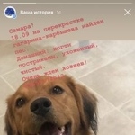 Подробнее об объявлении «Самара Найдена собака» Фото: найдена собака  «Самара Найдена собака» в г. Самара