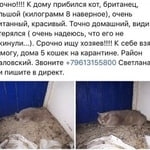 Подробнее об объявлении «Найдена кошка Ростов-на-Дону» Фото: найдена кошка Британская короткошерстная «Найдена кошка Ростов-на-Дону» в г. Ростов-на-Дону