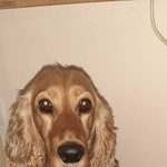 Подробнее об объявлении «Найдена собака 18.09 кокер спаниель Орехово-Зуево» Фото: найдена собака Английский кокер-спаниель «Найдена собака 18.09 кокер спаниель Орехово-Зуево» в г. Орехово-Зуево