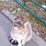 Подробнее об объявлении «Москва Найдена кошка сидит неделю или больше.» Фото: найдена кошка  «Москва Найдена кошка сидит неделю или больше.» в г. Москва