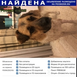Подробнее об объявлении «Челябинск Найдена собака» Фото: найдена собака  «Челябинск Найдена собака» в г. Челябинск
