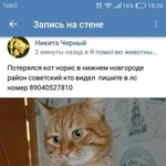 Подробнее об объявлении «Нижний Новгород Пропал кот г» Фото: пропала кошка  «Нижний Новгород Пропал кот г» в г. Нижний Новгород