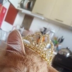 Подробнее об объявлении «Видное Пропала кошка» Фото: пропала кошка  «Видное Пропала кошка» в г. Видное