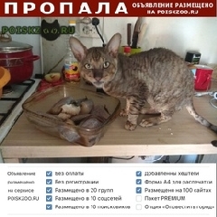 Подробнее об объявлении «Пропал кот корниш- рекс Краснодар» Фото: пропала кошка Корниш-рекс «Пропал кот корниш- рекс Краснодар» в г. Краснодар