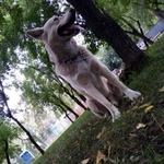 Подробнее об объявлении «Бердск Пропала собака кобель» Фото: пропала собака  «Бердск Пропала собака кобель» в г. Бердск