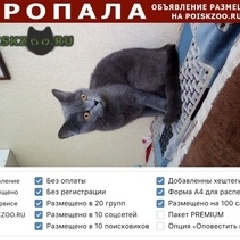 Подробнее об объявлении «Пропала кошка Санкт-Петербург» Фото: пропала кошка Британская короткошерстная «Пропала кошка Санкт-Петербург» в г. Санкт-Петербург