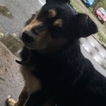 Подробнее об объявлении «Найдена собака кобель ждет хозяина й день Нижний Новгород» Фото: найдена собака  «Найдена собака кобель ждет хозяина й день...» в г. Нижний Новгород