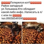Подробнее об объявлении «Пропала кошка Курган» Фото: пропала кошка  «Пропала кошка Курган» в г. Курган